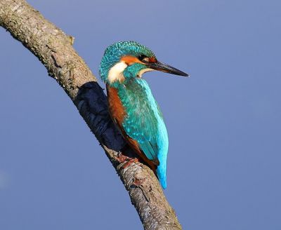 IJsvogel - Common Kingfisher
