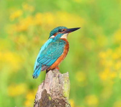 IJsvogel - Common Kingfisher