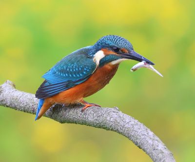 IJsvogel - Common Kingfisher