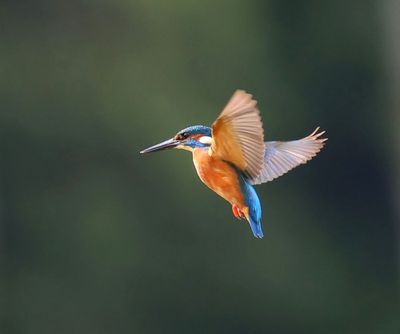IJsvogel - Common Kingfisher