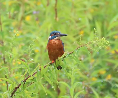IJsvogel - Common Kingfisher