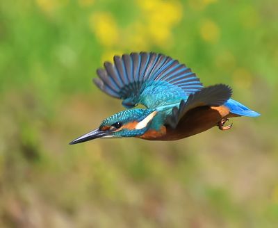 IJsvogel - Common Kingfisher