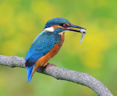 IJsvogel - Common Kingfisher