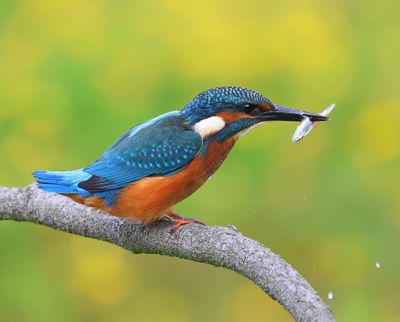 IJsvogel - Common Kingfisher