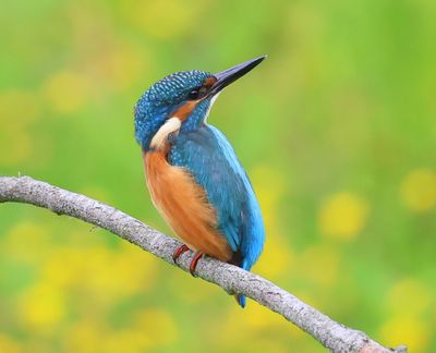 IJsvogel - Common Kingfisher