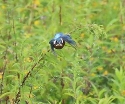 IJsvogel - Common Kingfisher