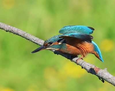 IJsvogel - Common Kingfisher