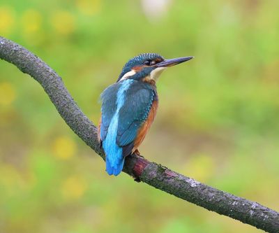 IJsvogel - Common Kingfisher