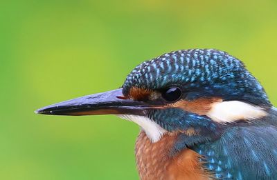 IJsvogel - Common Kingfisher