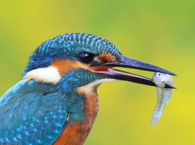 IJsvogel - Common Kingfisher