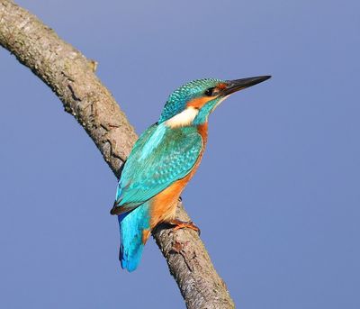 IJsvogel - Common Kingfisher