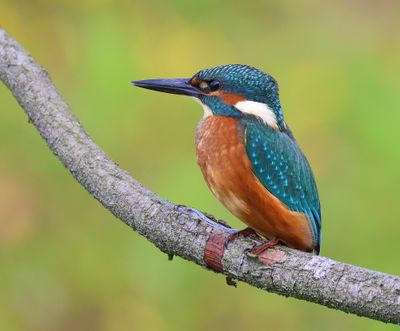 IJsvogel - Common Kingfisher