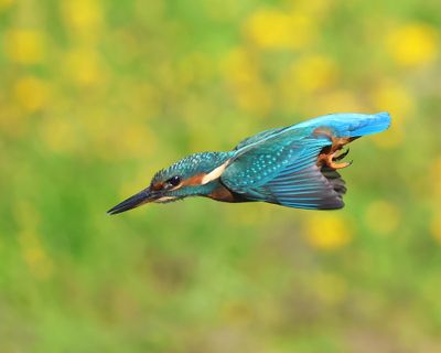 IJsvogel - Common Kingfisher