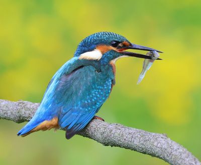 IJsvogel - Common Kingfisher
