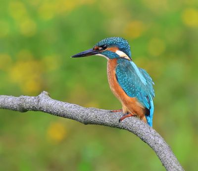 IJsvogel - Common Kingfisher