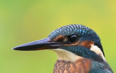IJsvogel - Common Kingfisher