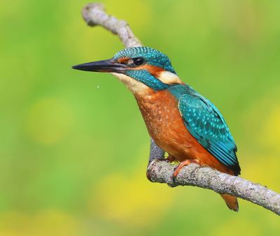 IJsvogel - Common Kingfisher