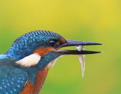 IJsvogel - Common Kingfisher