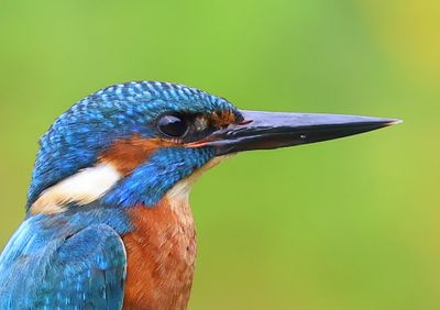 IJsvogel - Common Kingfisher