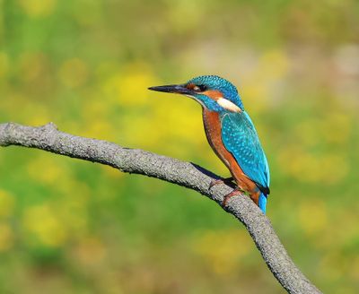 IJsvogel - Common Kingfisher