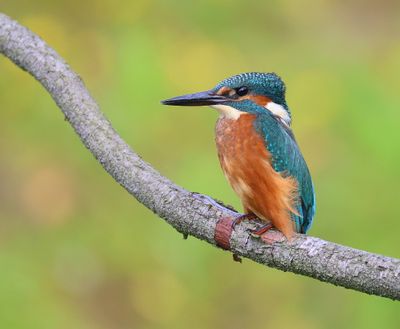 IJsvogel - Common Kingfisher