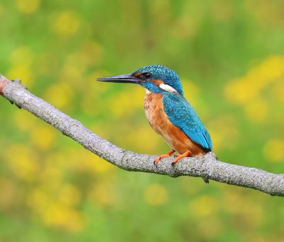 IJsvogel - Common Kingfisher