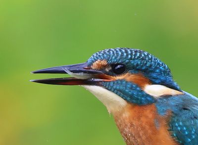 IJsvogel - Common Kingfisher