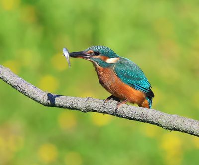 IJsvogel - Common Kingfisher