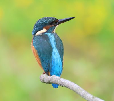IJsvogel - Common Kingfisher