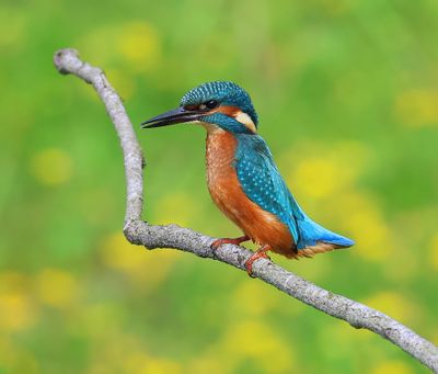IJsvogel - Common Kingfisher