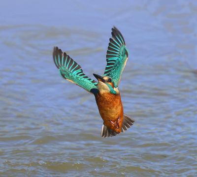 IJsvogel - Common Kingfisher