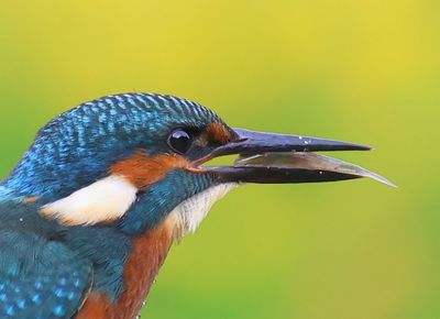 IJsvogel - Common Kingfisher