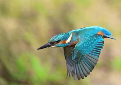 IJsvogel - Common Kingfisher
