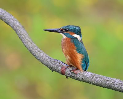 IJsvogel - Common Kingfisher
