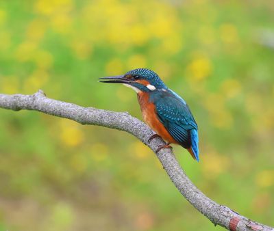IJsvogel - Common Kingfisher