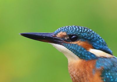 IJsvogel - Common Kingfisher