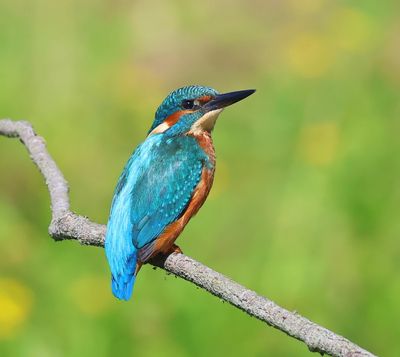 IJsvogel - Common Kingfisher