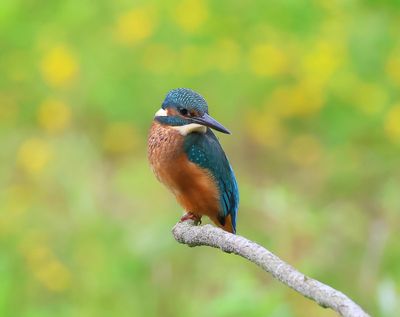 IJsvogel - Common Kingfisher