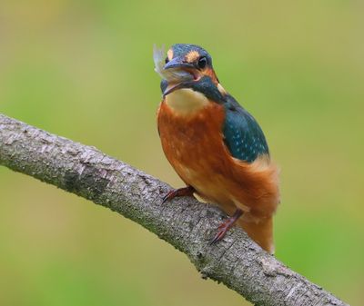 IJsvogel - Common Kingfisher