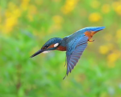 IJsvogel - Common Kingfisher