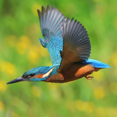 IJsvogel - Common Kingfisher