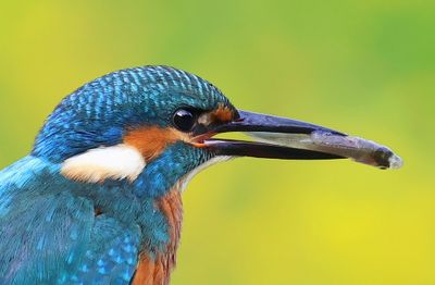 IJsvogel - Common Kingfisher