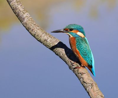 IJsvogel - Common Kingfisher