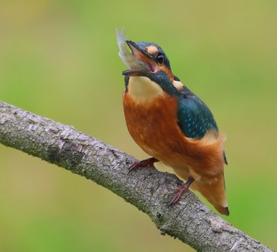 IJsvogel - Common Kingfisher