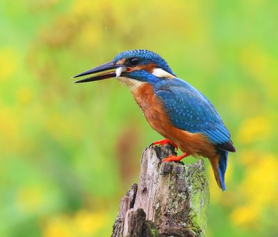 IJsvogel - Common Kingfisher