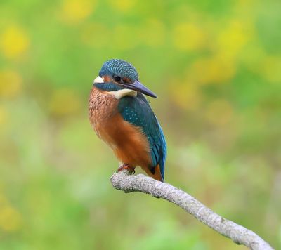 IJsvogel - Common Kingfisher