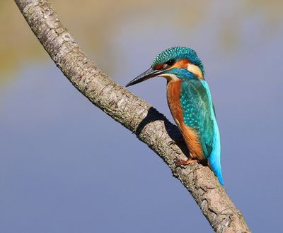IJsvogel - Common Kingfisher