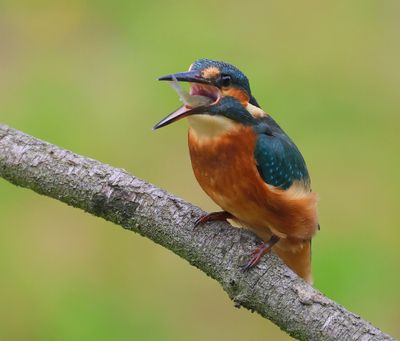 IJsvogel - Common Kingfisher