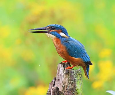 IJsvogel - Common Kingfisher
