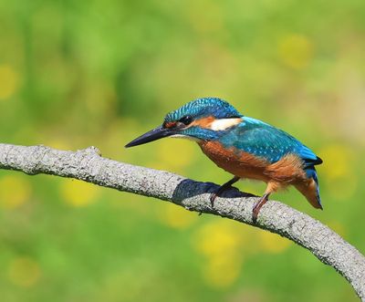 IJsvogel - Common Kingfisher